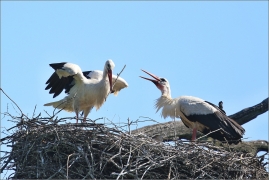 <p>ČÁP BÍLÝ (Ciconia ciconia) jižní Morava ------ /White stork - Weißstorch/</p>